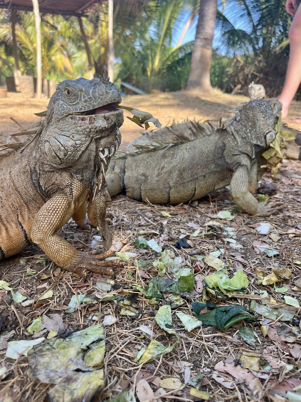 Iguanas in the garden at Casa Oasis