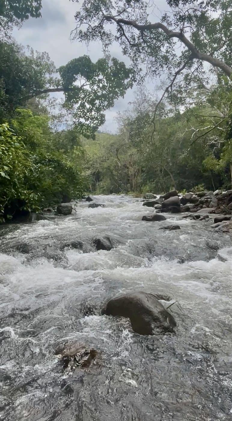 A jungle river near Troncones