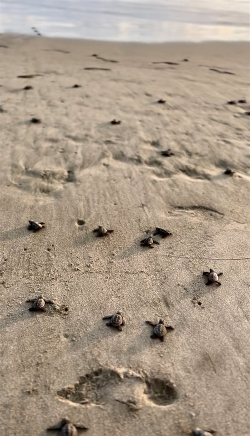 Baby sea turtles heading to the ocean at Troncones