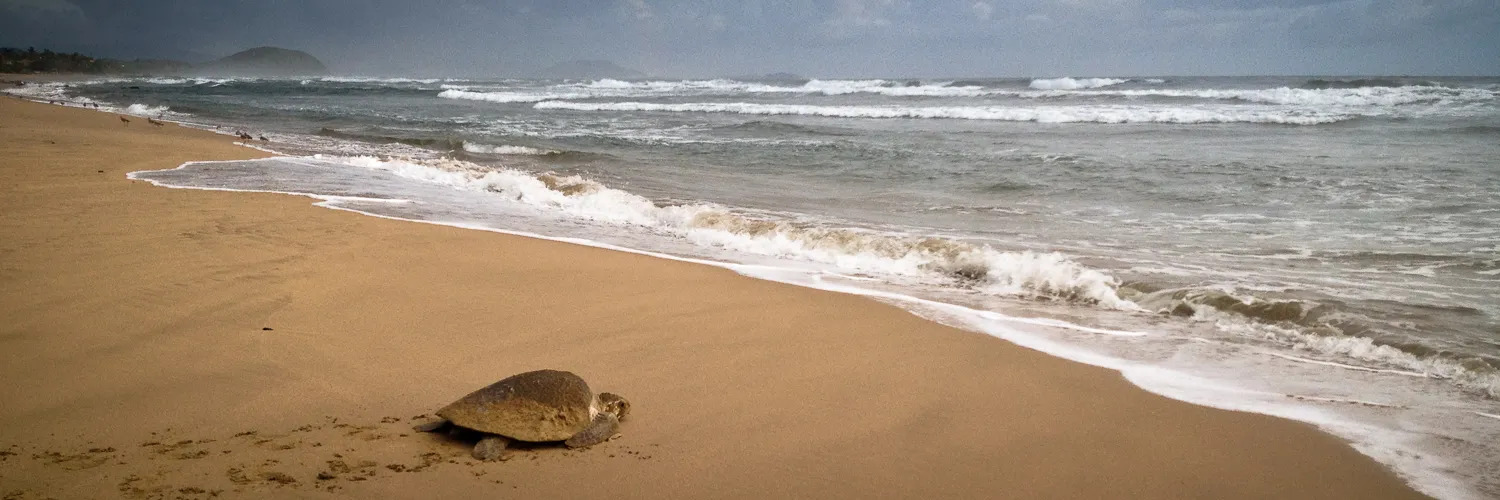 Sea turtle on the beach at Troncones